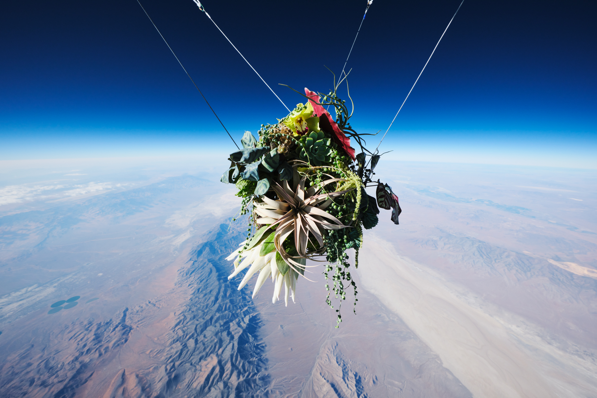 In Bloom #5: EXOBIOTANICA Ⅲ-BOTANICAL SPACE FLIGHT | AMKK（東信