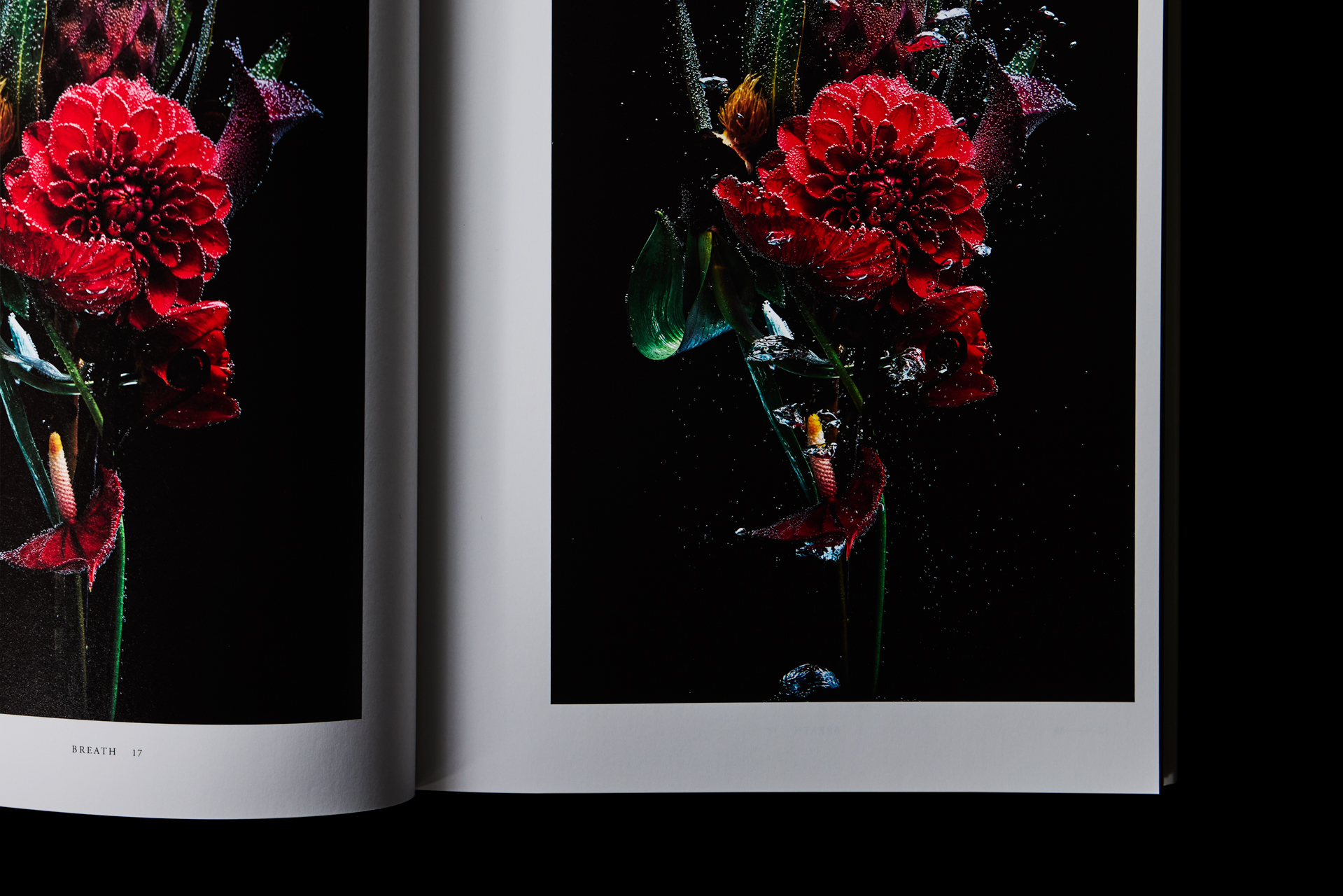 Encyclopedia of Flowers 植物図鑑Ⅵ | AMKK（東信, 花樹研究所）