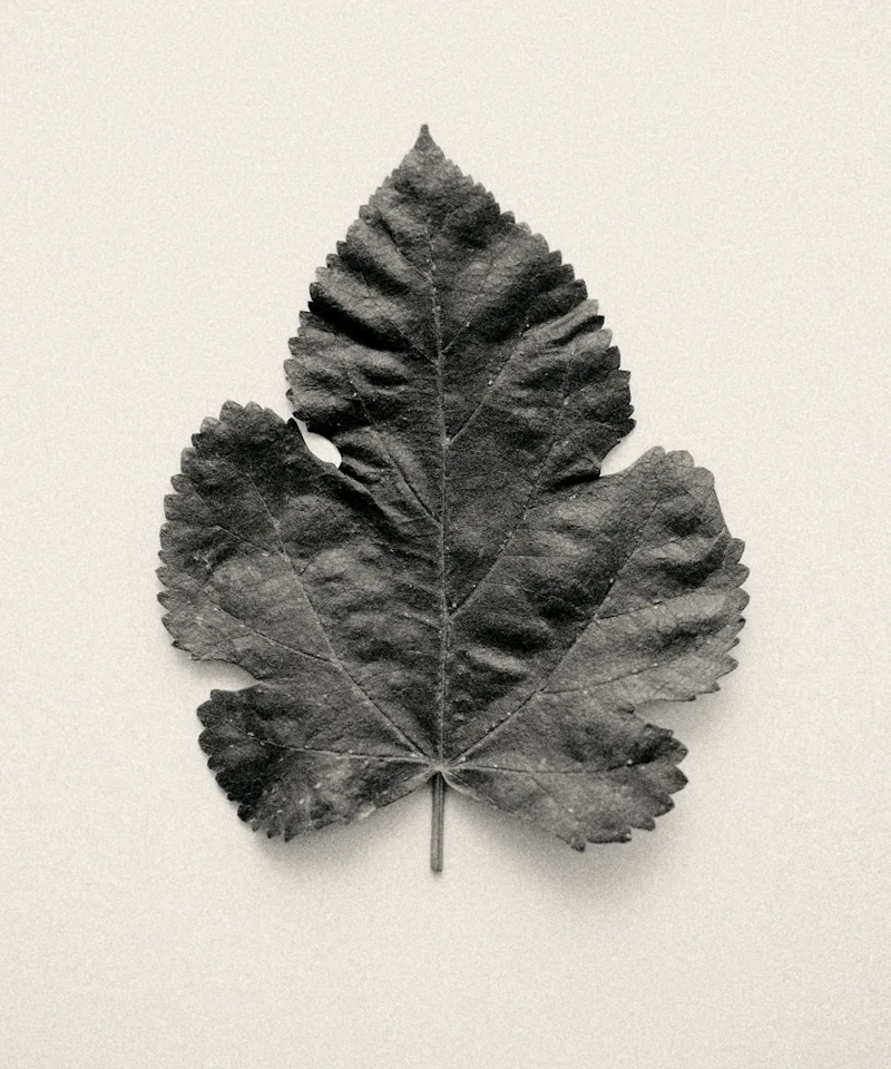 Woven Time, Embedded Memory