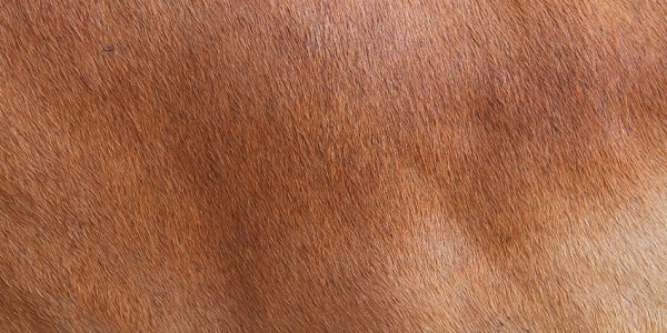 unborncalf
