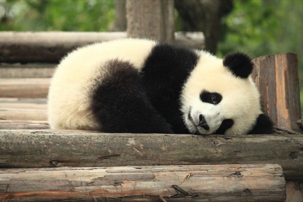 上野動物園