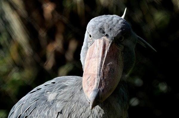 上野動物園