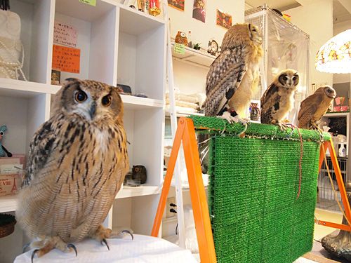 フクロウの店
