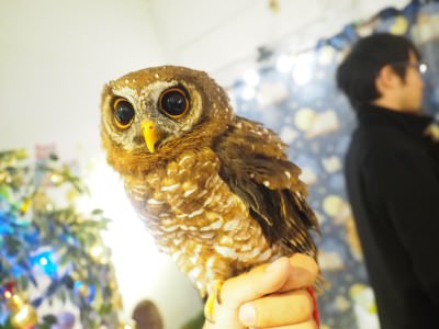 フクロウのみせ