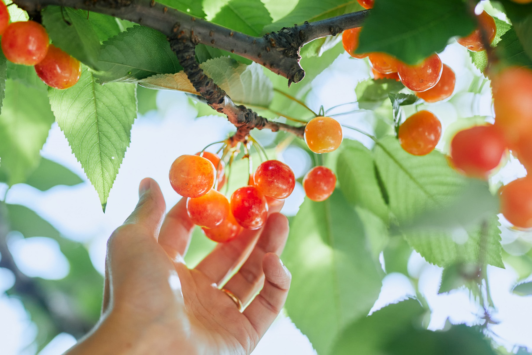 旅するメゾン」より山形県の佐藤錦を使用したチョコレートスイーツが