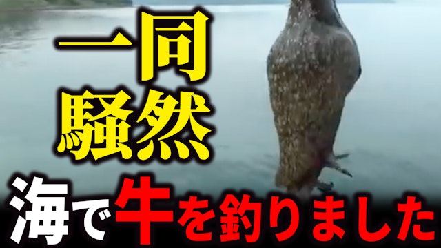 海老を付け湾内からエギングしていたら信じられない生物が釣れて一同騒然