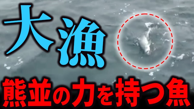 タイじゃない！冬の漁港から数分、大熊なみの力を持つ魚が大量に釣りあがった