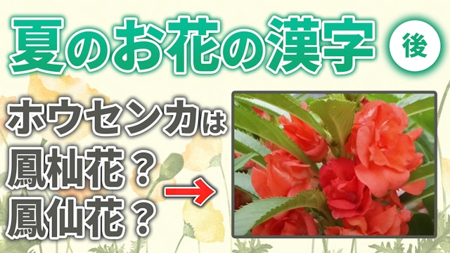 夏に咲くお花の漢字はどっち？後編
