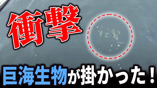釣り竿ぜんぶがブチ曲がる！！！驚愕の巨海生物が掛かり観衆騒然