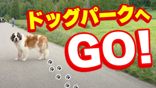 セントバーナード・ボウ　ドッグパークへGO!