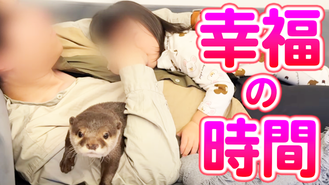 カワウソと子供から抱きつかれて寝っ転がる幸せな時間！ 