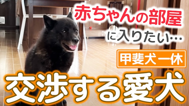 赤ちゃんの部屋に入りたい甲斐犬の交渉術が人間っぽすぎる