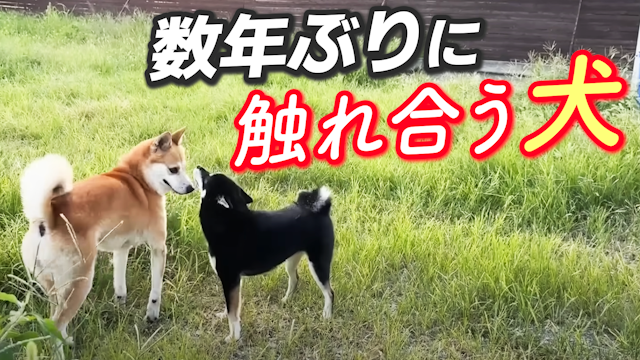 何年もの間ひとりで過ごした犬が数年ぶりに犬と触れ合う