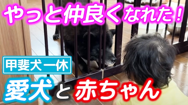 やっと仲良くなれた！泣いてた赤ちゃんと、守りたい甲斐犬のほっこりエピソード