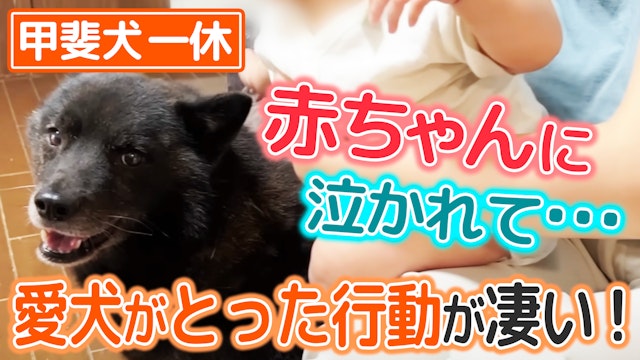 【ほっこり】赤ちゃんに泣かれ、仲良くなりたい愛犬がとった行動が凄い