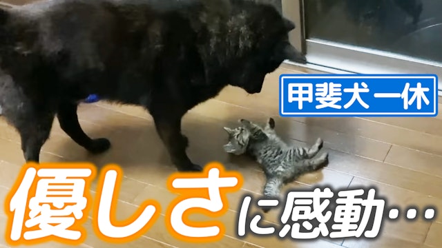 甲斐犬一休が優しすぎて感動しました・・