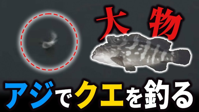拾ったアジで大物クエが釣れた