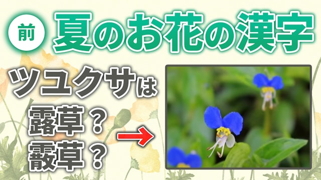 夏に咲くお花の漢字はどっち？前編