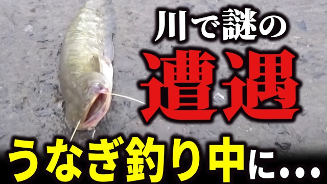 うなぎ釣りをしていたらでかい魚が掛かり漁港の人たちは驚いた