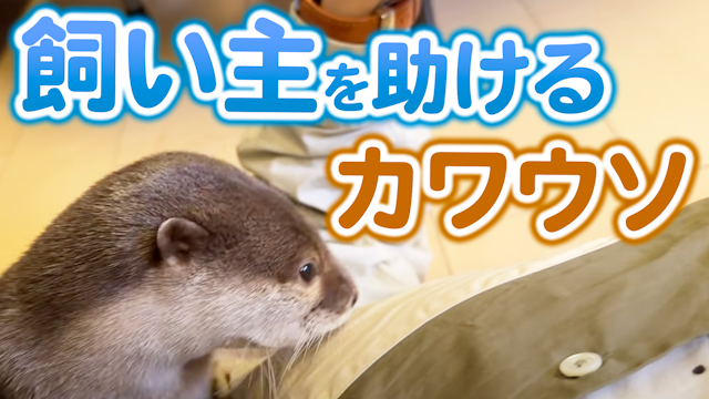 襲われる飼い主をカワウソに助けてもらおう！ 