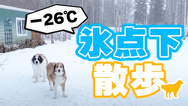 −26℃／氷点下の犬散歩