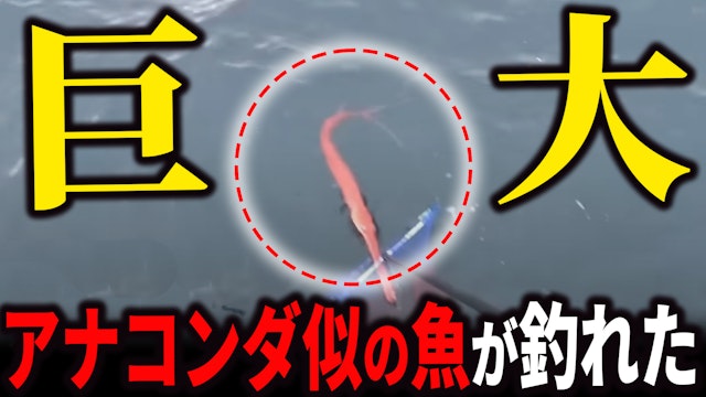 腰が抜ける程デカい！凄いとこから最大タモに入らないアナコンダのような魚が釣れた