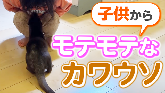 子供からの遊びに誘われまくるモテモテカワウソ
