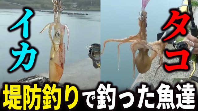 烏賊や蛸からあり得ない鯛まで出てきた