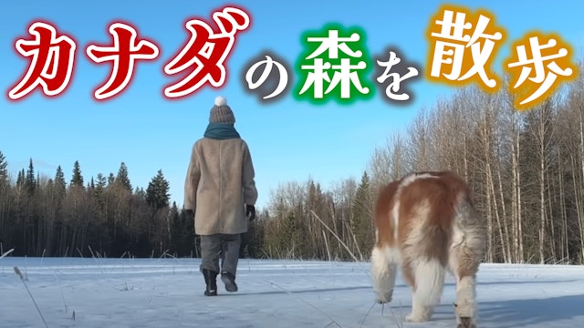 毎朝の森散歩ルーティン【超大型犬3頭とカナダで田舎暮らし・海外生活】