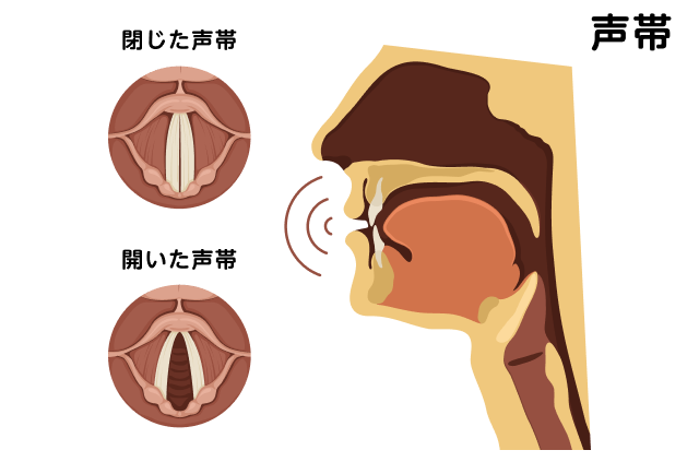 声帯の炎症：それを避けるために何をすべきか？