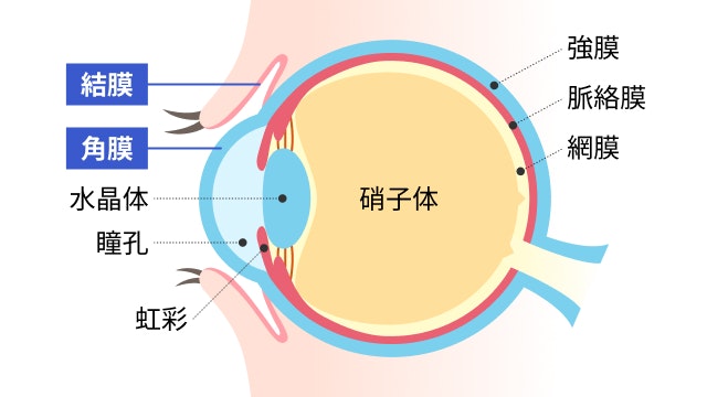 結膜と角膜を説明する図です