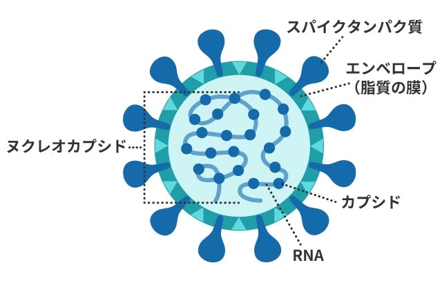 ウイルスの構造を説明する図です