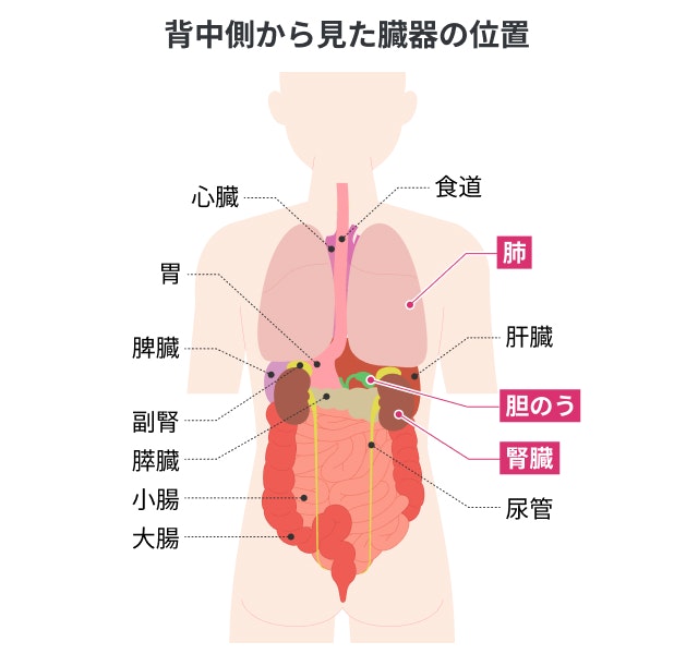 背中側から見た臓器の位置を説明する図です