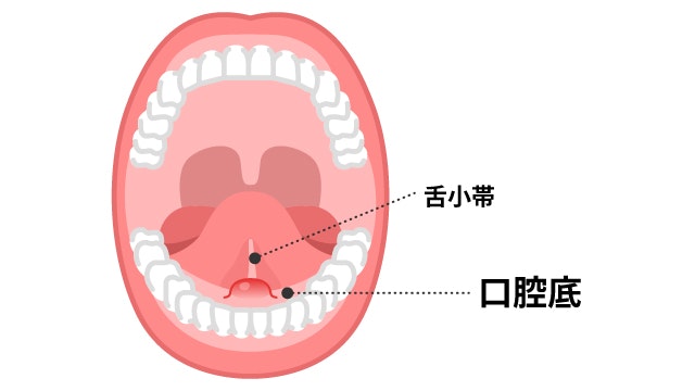 口腔底の位置を説明する図です