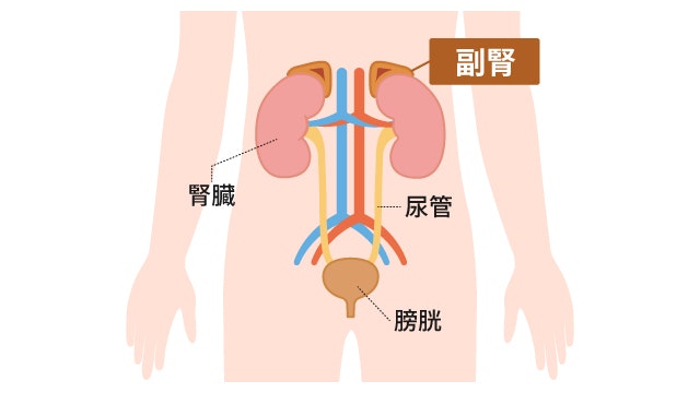 副腎の位置がわかるイラスト