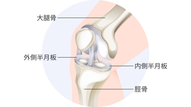 半月板を説明する図です