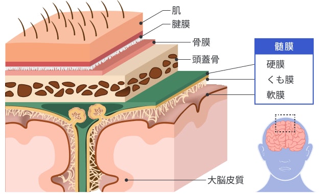 硬膜を説明する図です