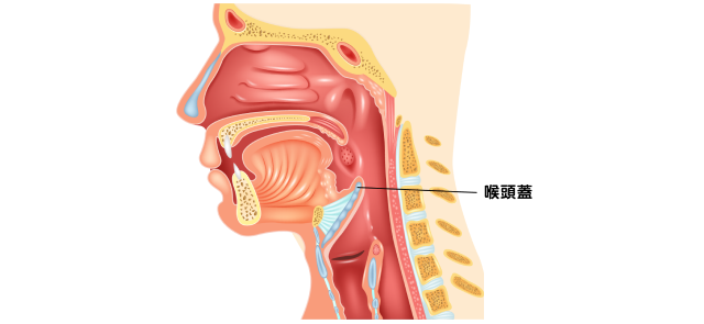 喉頭蓋の場所を示した図