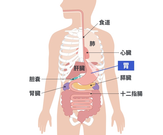 胃の位置を説明する図です