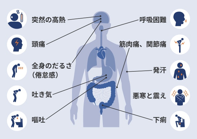 マラリアの症状を説明する図です