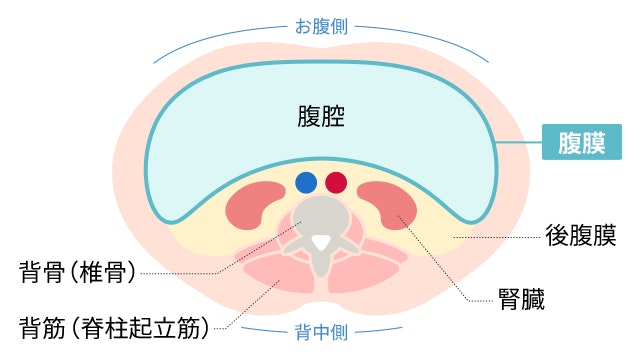 腹膜の位置を説明する図です