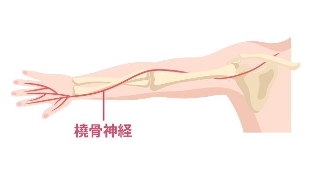 橈骨神経がわかるイラスト