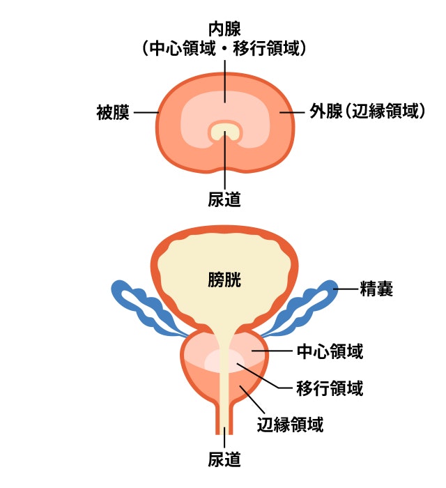 前立腺を説明する図です