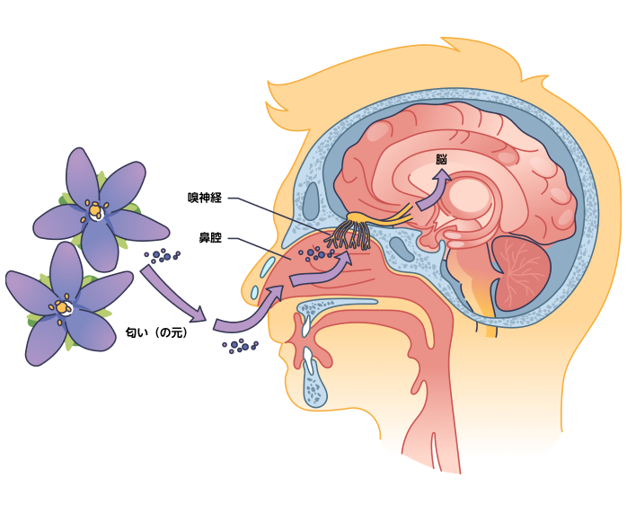 鼻腔、嗅細胞、大脳の位置関係を示した図です。