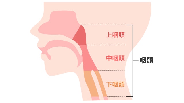 咽頭のイラスト