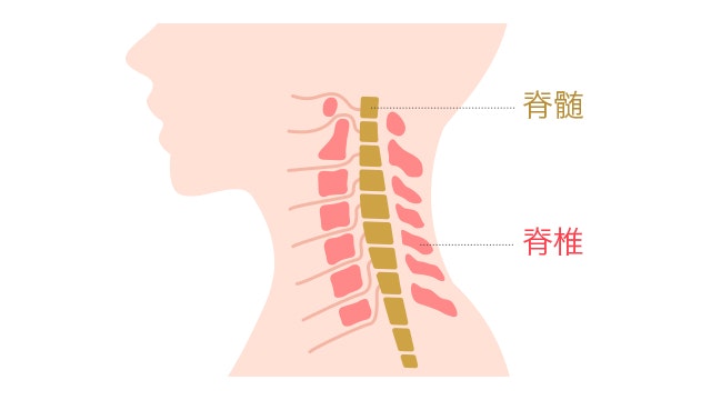 脊椎と脊髄の位置がわかるイラスト