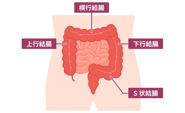 大腸の説明のイラスト