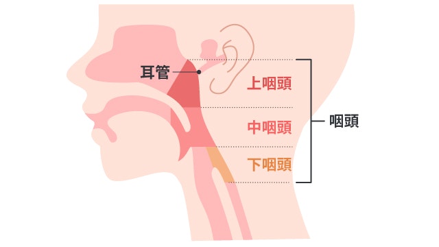 上咽頭癌の「上咽頭」がどの部分を指すのか説明する図です