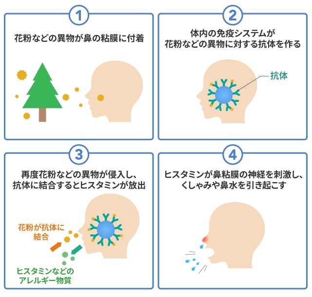 鼻水が出る仕組みを説明する図です