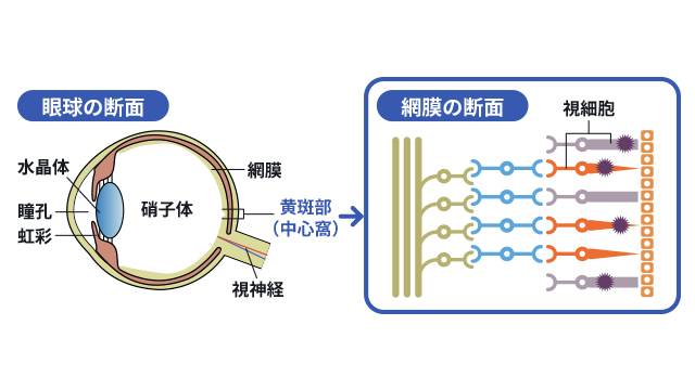 眼球の断面と網膜の断面を説明する図です